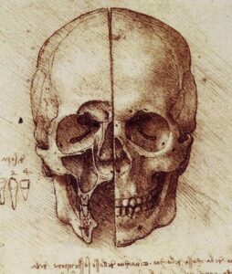 Study of the skull